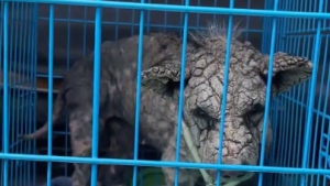 Illustration : Couvert de cro&ucirc;tes &agrave; cause de la gale ce pauvre chien de rue est enfin gu&eacute;ri et adopt&eacute; d&eacute;finitivement (vid&eacute;o)