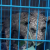 Illustration : Couvert de cro&ucirc;tes &agrave; cause de la gale ce pauvre chien de rue est enfin gu&eacute;ri et adopt&eacute; d&eacute;finitivement (vid&eacute;o)