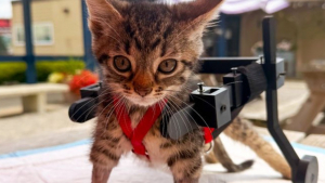 Illustration : Incapable de marcher à son arrivée au refuge, un chaton se déplace grâce à un fauteuil bricolé par une technicienne vétérinaire (vidéo)