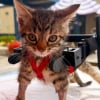 Illustration : Incapable de marcher &agrave; son arriv&eacute;e au refuge, un chaton se d&eacute;place gr&acirc;ce &agrave; un fauteuil bricol&eacute; par une technicienne v&eacute;t&eacute;rinaire (vid&eacute;o)