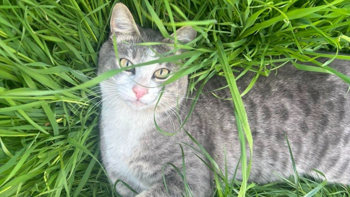 Illustration : "Disparu pendant 3 jours ce chat revient chez lui grièvement blessé par un tir de plomb et survit (vidéo"