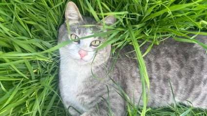 Illustration : Disparu pendant 3 jours ce chat revient chez lui gri&egrave;vement bless&eacute; par un tir de plomb et survit (vid&eacute;o