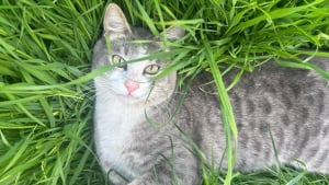 Illustration : "Disparu pendant 3 jours ce chat revient chez lui grièvement blessé par un tir de plomb et survit (vidéo"