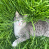 Illustration : Disparu pendant 3 jours ce chat revient chez lui gri&egrave;vement bless&eacute; par un tir de plomb et survit (vid&eacute;o