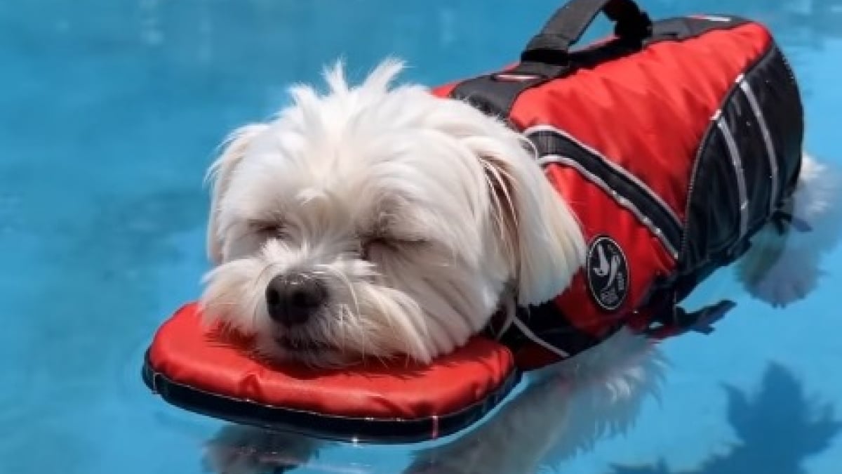 Illustration : "15 photos de chiens qui profitent de la piscine comme de vrais petits vacanciers"