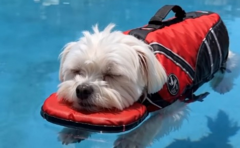 15 photos de chiens qui profitent de la piscine comme de vrais petits vacanciers