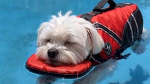 Illustration : "15 photos de chiens qui profitent de la piscine comme de vrais petits vacanciers"