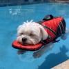 Illustration : 15 photos de chiens qui profitent de la piscine comme de vrais petits vacanciers