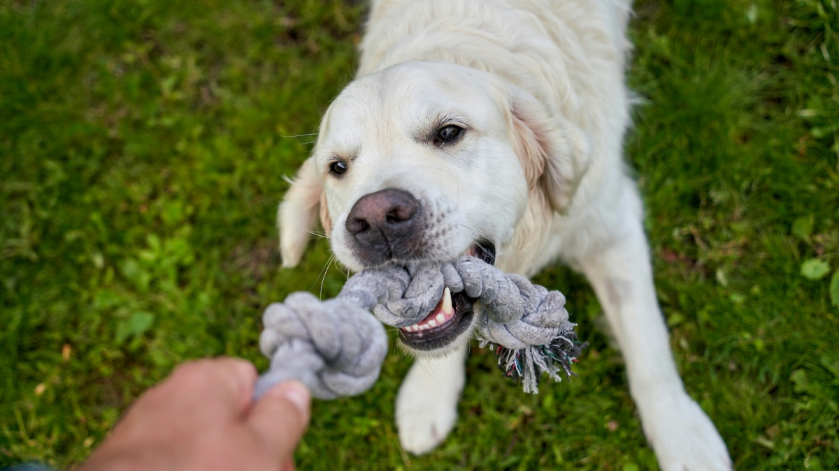 Illustration : "Le jeu du tir à la corde rend-il votre chien agressif et dominant ?"