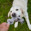 Illustration : Le jeu du tir &agrave; la corde rend-il votre chien agressif et dominant ?
