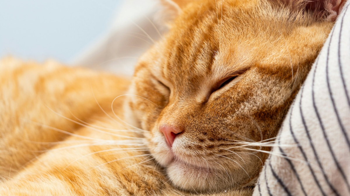 Illustration : "Pourquoi votre chat choisit-il de dormir sur votre tête ?"