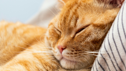 Illustration : Pourquoi votre chat choisit-il de dormir sur votre t&ecirc;te ?