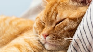 Illustration : "Pourquoi votre chat choisit-il de dormir sur votre tête ?"