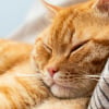 Illustration : Pourquoi votre chat choisit-il de dormir sur votre t&ecirc;te ?