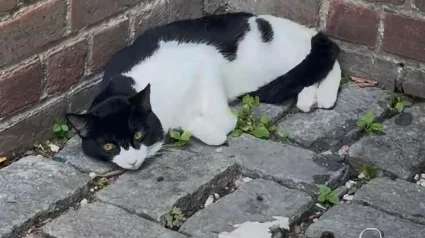 Illustration : Apeur&eacute;, ce chat refuse de quitter le lieu de son abandon pendant 3 jours jusqu&rsquo;&agrave; ce qu&rsquo;une femme le sauve