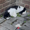 Illustration : Apeur&eacute;, ce chat refuse de quitter le lieu de son abandon pendant 3 jours jusqu&rsquo;&agrave; ce qu&rsquo;une femme le sauve