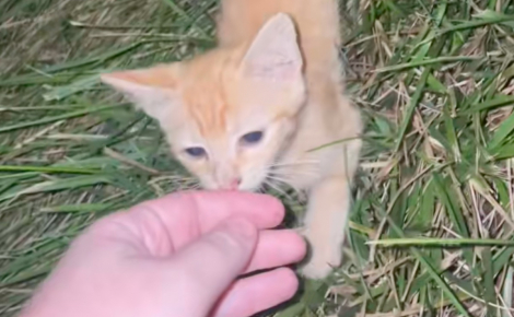 En pleine nuit, ce chaton errant et désespéré court vers une inconnue qui décide de l’adopter (vidéo)