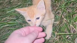 Illustration : En pleine nuit, ce chaton errant et désespéré court vers une inconnue qui décide de l’adopter (vidéo)