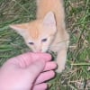 Illustration : En pleine nuit, ce chaton errant et d&eacute;sesp&eacute;r&eacute; court vers une inconnue qui d&eacute;cide de l&rsquo;adopter (vid&eacute;o)