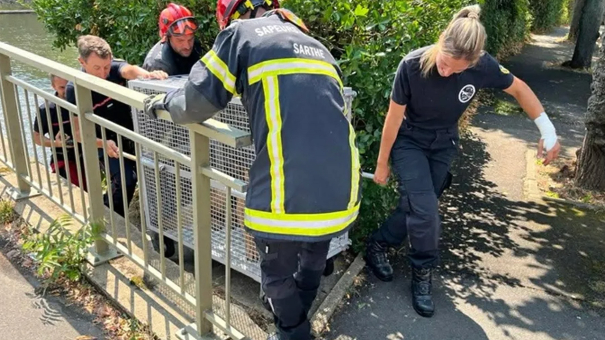 Illustration : "Un signalement permet de sauver un Berger Allemand piégé dans une rivière et de le réunir avec sa famille qui le cherchait"