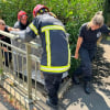 Illustration : Un signalement permet de sauver un Berger Allemand pi&eacute;g&eacute; dans une rivi&egrave;re et de le r&eacute;unir avec sa famille qui le cherchait