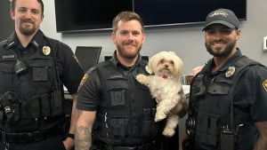 Illustration : Vol&eacute;s dans une clinique v&eacute;t&eacute;rinaire, 3 chiens sont retrouv&eacute;s indemnes apr&egrave;s l'arrestation de deux mineurs