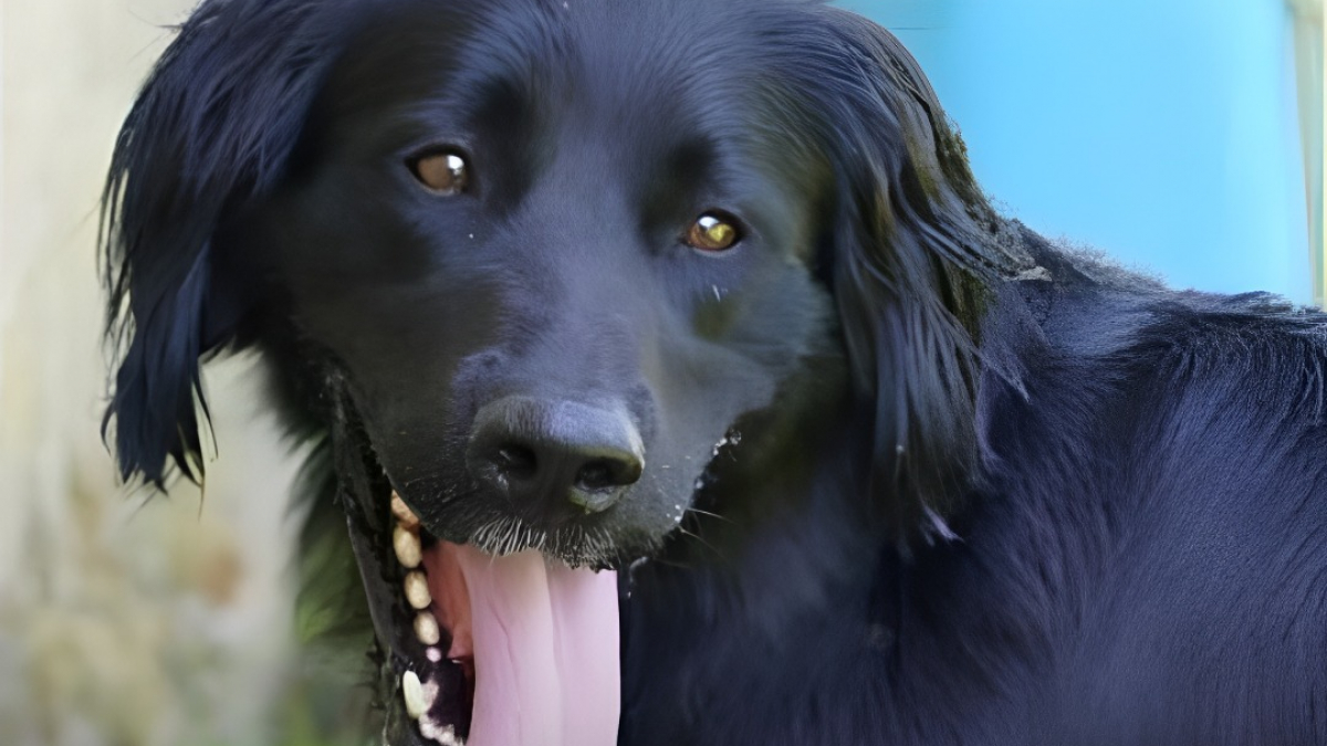 Illustration : "Jugé agressif après avoir vécu enfermé ce chien de trois ans est métamorphosé par son éducateur et ses adoptants"