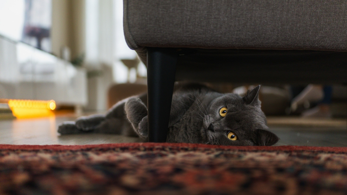 Illustration : "La science confirme que les chats savent qu’un objet continue d’exister même hors de leur champ de vision"