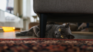 Illustration : "La science confirme que les chats savent qu’un objet continue d’exister même hors de leur champ de vision"