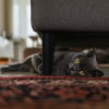 Illustration : La science confirme que les chats savent qu&rsquo;un objet continue d&rsquo;exister m&ecirc;me hors de leur champ de vision
