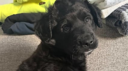 Illustration : En faisant une pause dans une station-service, il ne s'attendait pas &agrave; adopter un chiot (vid&eacute;o)