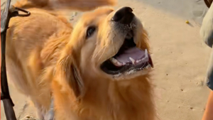 Illustration : « Il est tellement heureux », un Golden Retriever fou de joie en découvrant la plage pour la première fois (vidéo)
