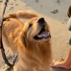 Illustration : &laquo; Il est tellement heureux &raquo;, un Golden Retriever fou de joie en d&eacute;couvrant la plage pour la premi&egrave;re fois (vid&eacute;o)