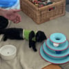 Illustration : Trouv&eacute; dans la rue avec sa famille, ce chaton concern&eacute; par une malformation rare peut esp&eacute;rer une vie normale