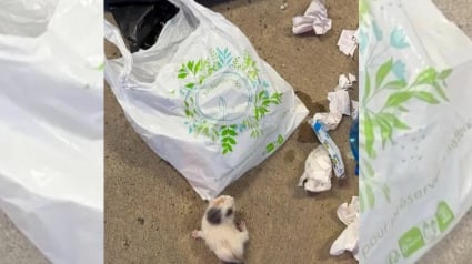 Illustration : Jet&eacute;s &agrave; la poubelle quelques heures apr&egrave;s leur naissance, 2 chatons sont sauv&eacute;s in extremis par un automobiliste d&rsquo;Albi (81)