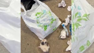 Illustration : "Jetés à la poubelle quelques heures après leur naissance, 2 chatons sont sauvés in extremis par un automobiliste d’Albi (81)"