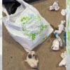 Illustration : Jet&eacute;s &agrave; la poubelle quelques heures apr&egrave;s leur naissance, 2 chatons sont sauv&eacute;s in extremis par un automobiliste d&rsquo;Albi (81)