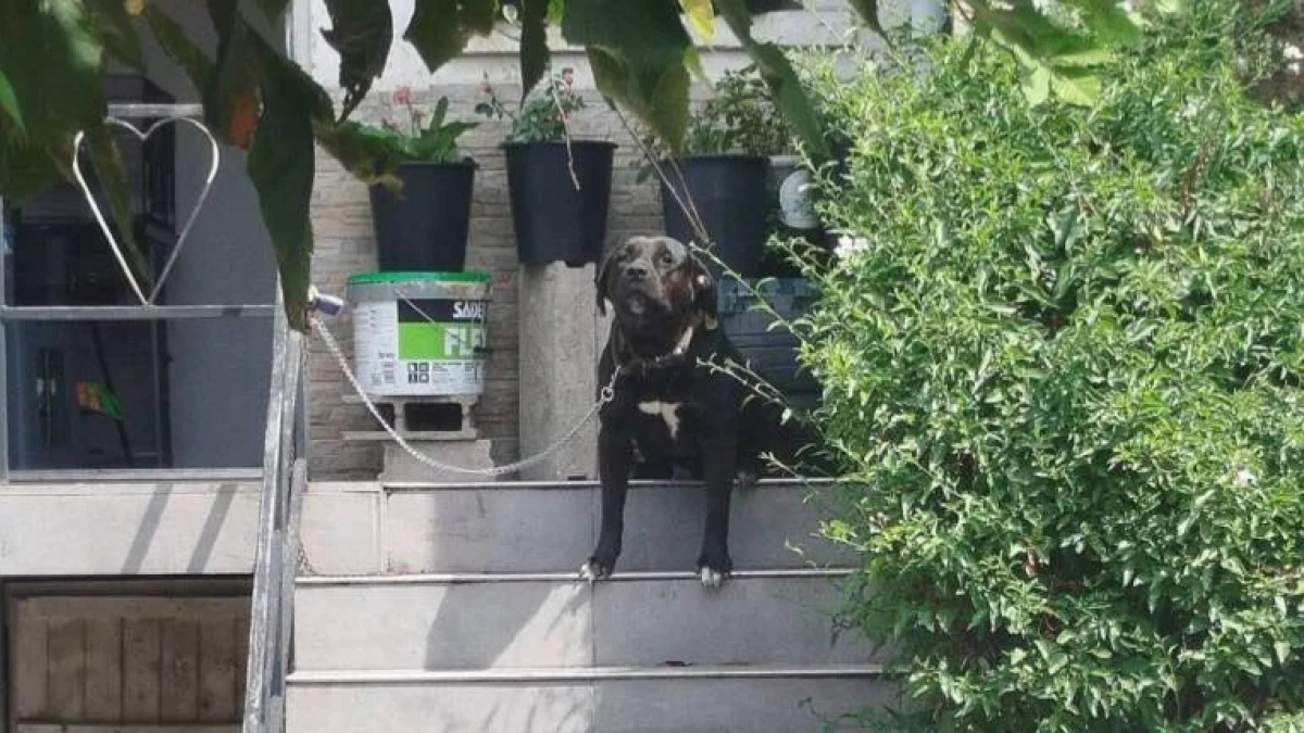 Illustration : "« Il connaît déjà le pire de l’être humain », ce jeune chien vivait enfermé dans une caisse en plein soleil avant d'être secouru (vidéo)"