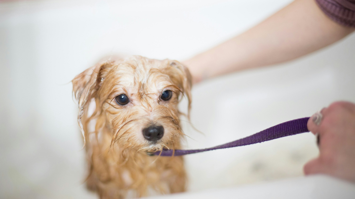 Illustration : "Un shampoing pour bébé humain est parfait pour laver son chien : mythe ou réalité ?"