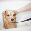 Illustration : Un shampoing pour b&eacute;b&eacute; humain est parfait pour laver son chien : mythe ou r&eacute;alit&eacute; ?