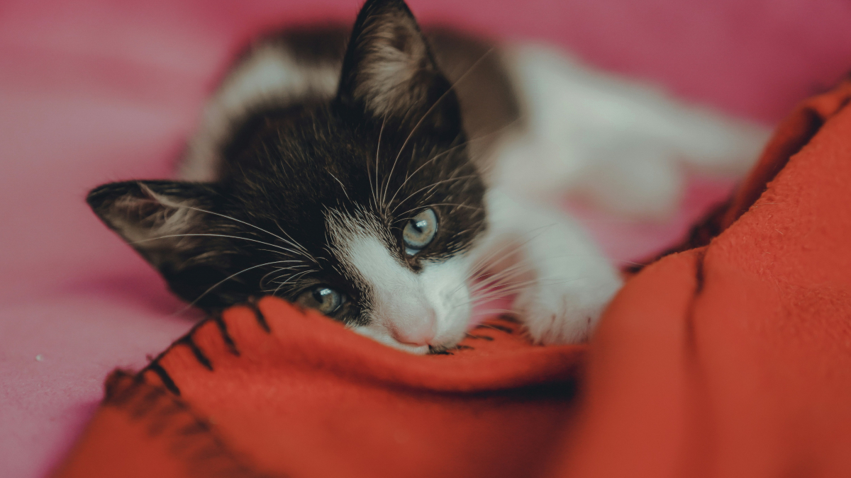 Illustration : "Pica textile : pourquoi votre chat tète-t-il ou mâchouille-t-il les plaids en laine ?"