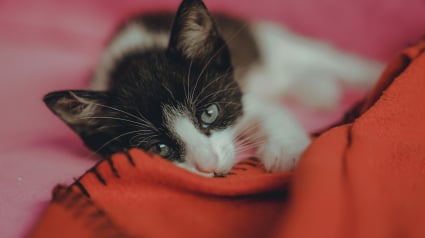 Illustration : Pica textile : pourquoi votre chat t&egrave;te-t-il ou m&acirc;chouille-t-il les plaids en laine ?