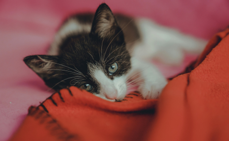 Pica textile : pourquoi votre chat tète-t-il ou mâchouille-t-il les plaids en laine ?
