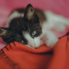 Illustration : Pica textile : pourquoi votre chat t&egrave;te-t-il ou m&acirc;chouille-t-il les plaids en laine ?