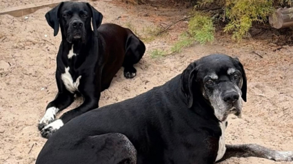 Illustration : Disparu au moment des incendies en Gironde, un chien de 14 ans a &eacute;t&eacute; retrouv&eacute; 24 heures plus tard par des ostr&eacute;iculteurs
