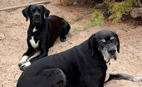 Disparu au moment des incendies en Gironde, un chien de 14 ans a été retrouvé 24 heures plus tard par des ostréiculteurs