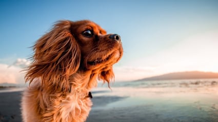 Illustration : Face &agrave; l&rsquo;essor du voyage avec les animaux, les villes europ&eacute;ennes deviennent de plus en plus pet-friendly