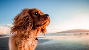 Illustration : Face &agrave; l&rsquo;essor du voyage avec les animaux, les villes europ&eacute;ennes deviennent de plus en plus pet-friendly