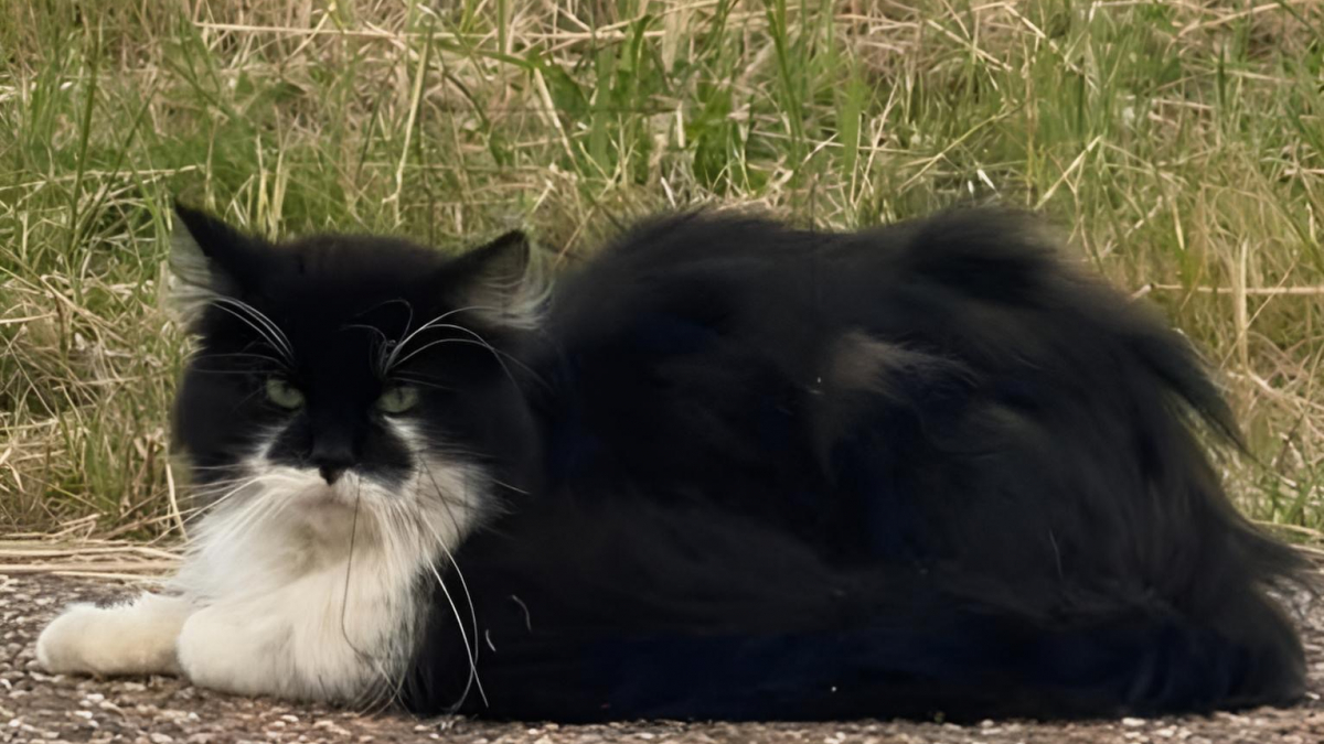 Illustration : "Habitué de 2 aires d’autoroute, ce chat qui a été exposé au danger permanent durant 2 mois vient d’être sauvé par la SPA"