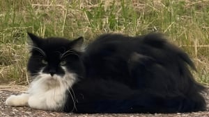Illustration : Habitu&eacute; de 2 aires d&rsquo;autoroute, ce chat qui a &eacute;t&eacute; expos&eacute; au danger permanent durant 2 mois vient d&rsquo;&ecirc;tre sauv&eacute; par la SPA